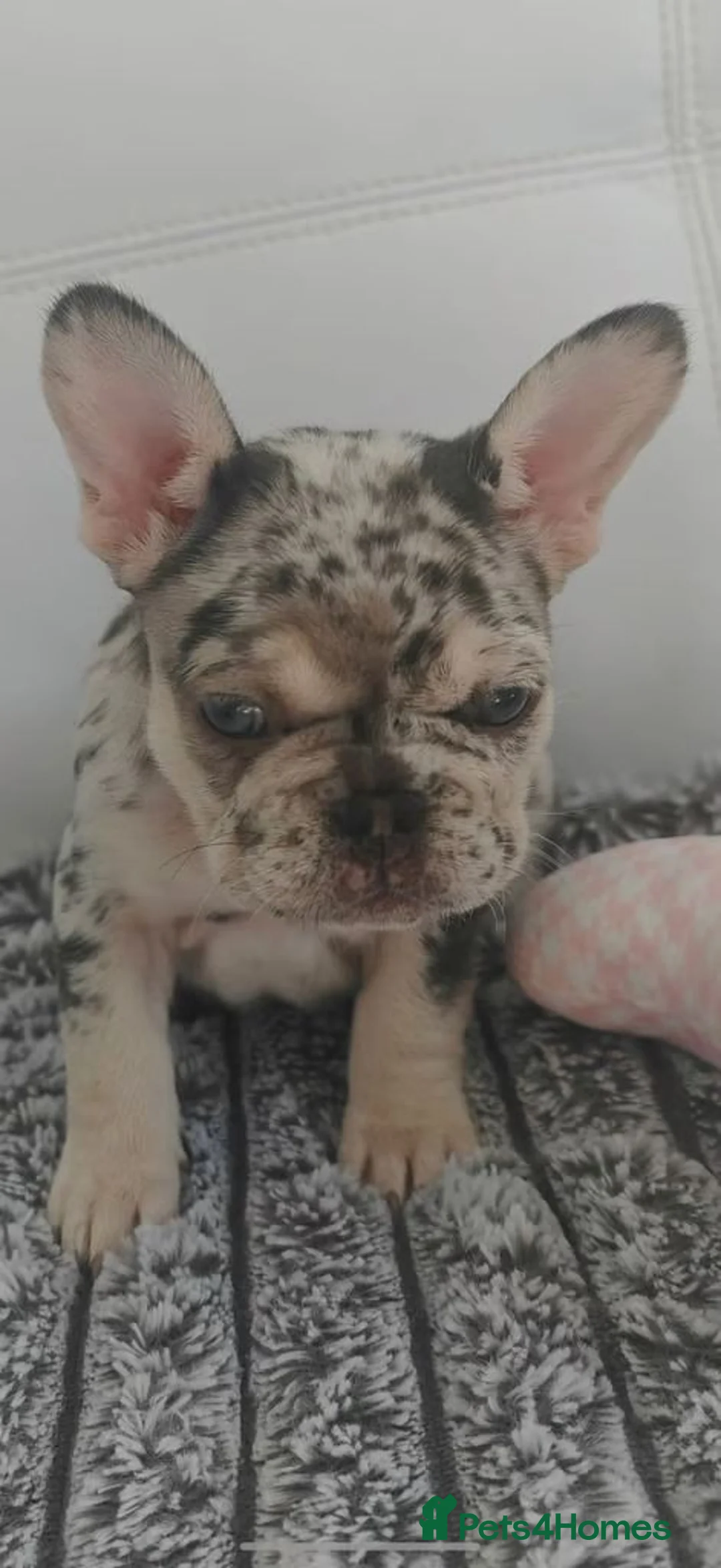 French Bulldog dogs for sale: Beautiful French Bulldog Puppies – Loving  Homes in Watford - Advert 2