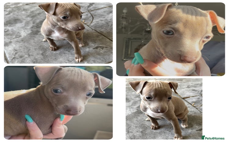 Italian Greyhound dogs - Advert 7