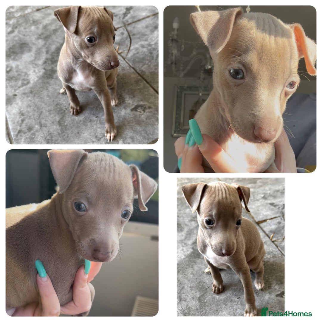 Italian Greyhound dogs for sale: KC registered Italian Greyhounds  - Image 9