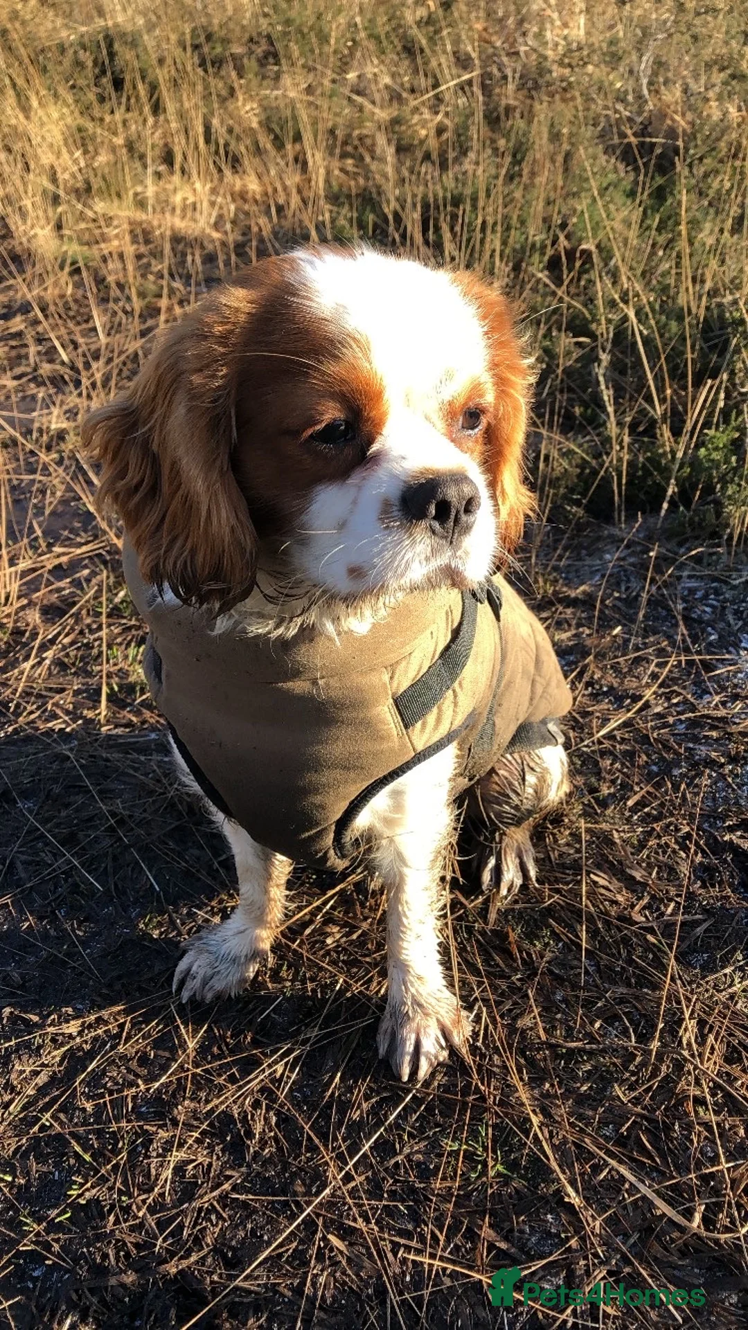 Cavalier King Charles Spaniel dogs for sale: Loving Cavalier King Charles looking for home! - Advert 2