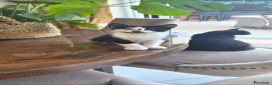 Jet