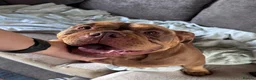 Mixed Breed dogs for sale: Pocket bully x old tyme bulldog puppy - Advert 3