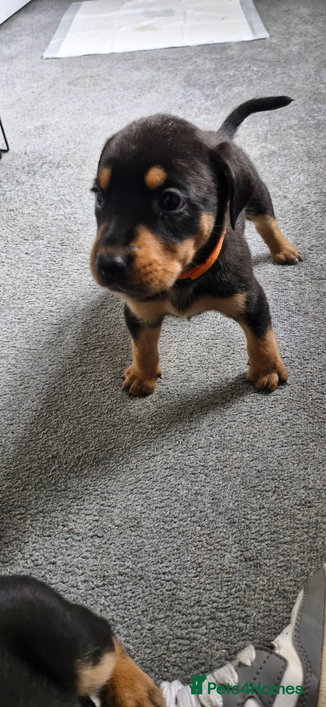 Mixed Breed dogs for sale: Doberman shepherd puppies in Swansea - Advert 2