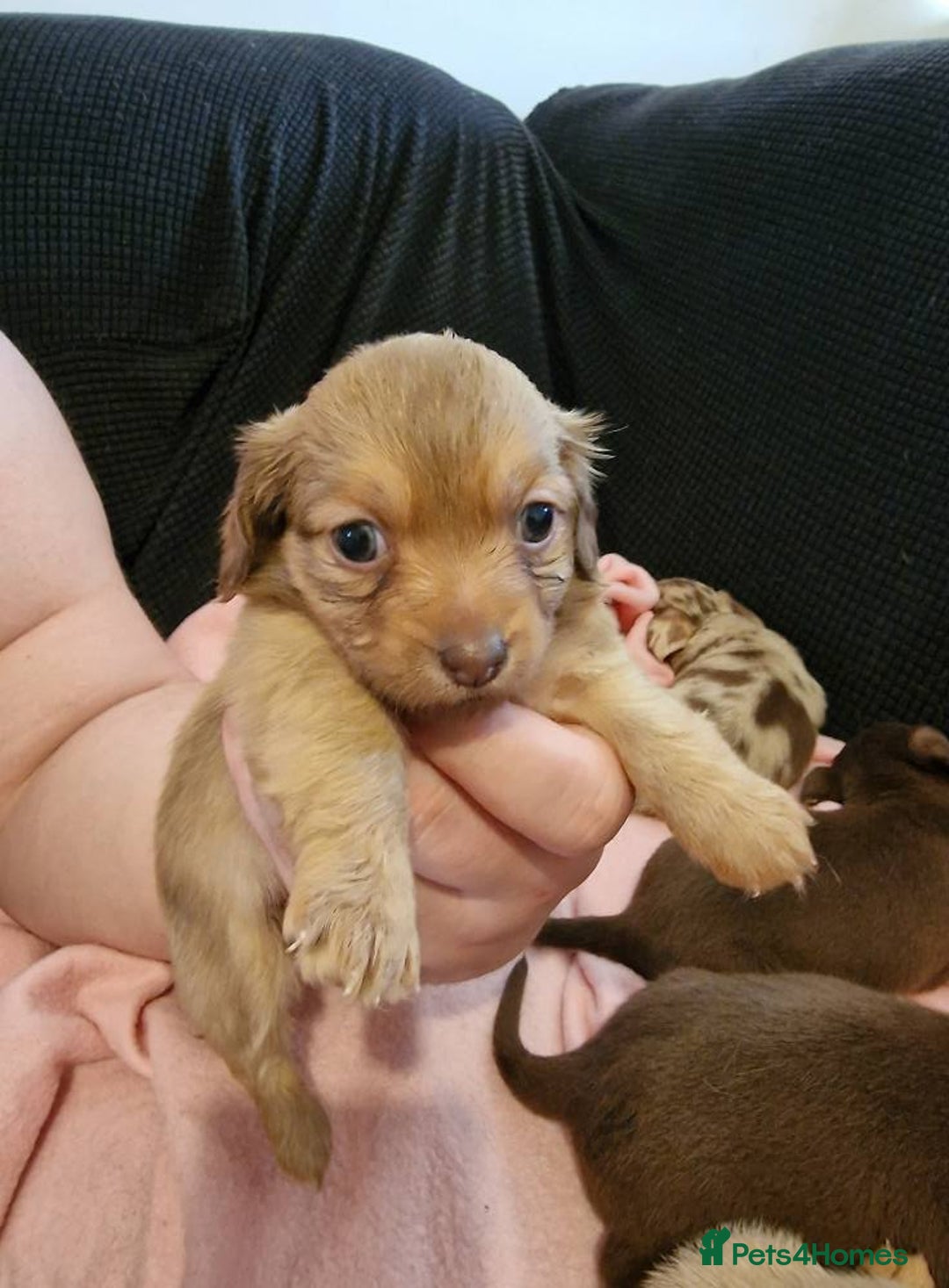 Chiweenie dogs for sale: 6 Chihuahua/Minature Dacshund Pups Ready to leave - Image 9