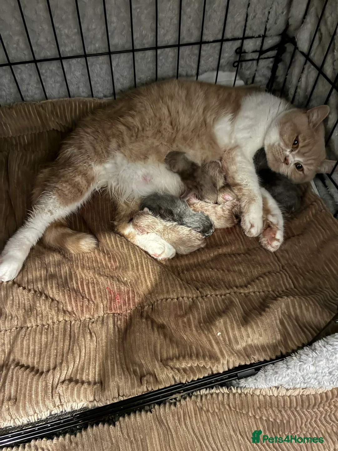 British Shorthair cats for sale: 6 Stunning TICA Reg British Shorthairs - Advert 4