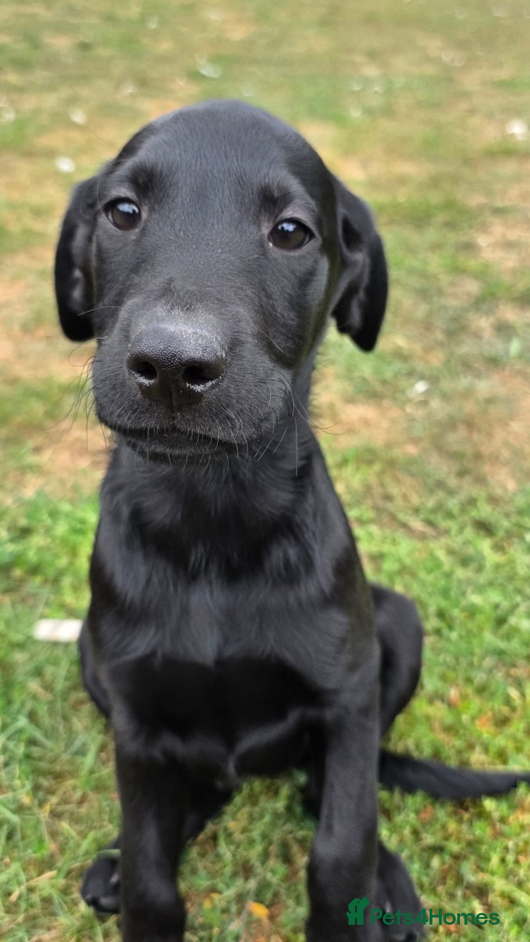 Labrador Retriever dogs for sale: Smart mixed colour labrador litter, HEALTH TESTED - Image 12