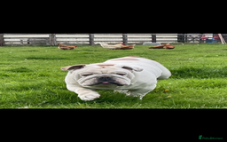 English Bulldog dogs for sale: KC registered English Bulldog Puppies  - Image 2
