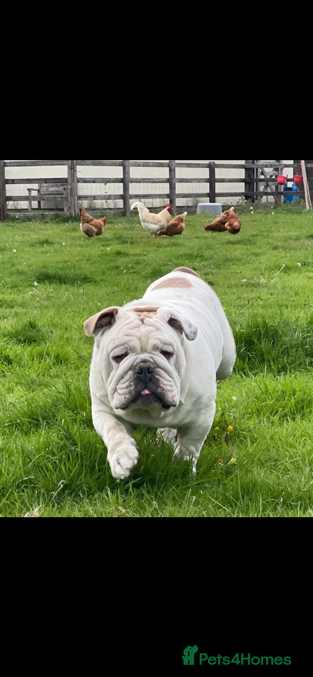 English Bulldog dogs for sale: KC registered English Bulldog Puppies  - Image 2