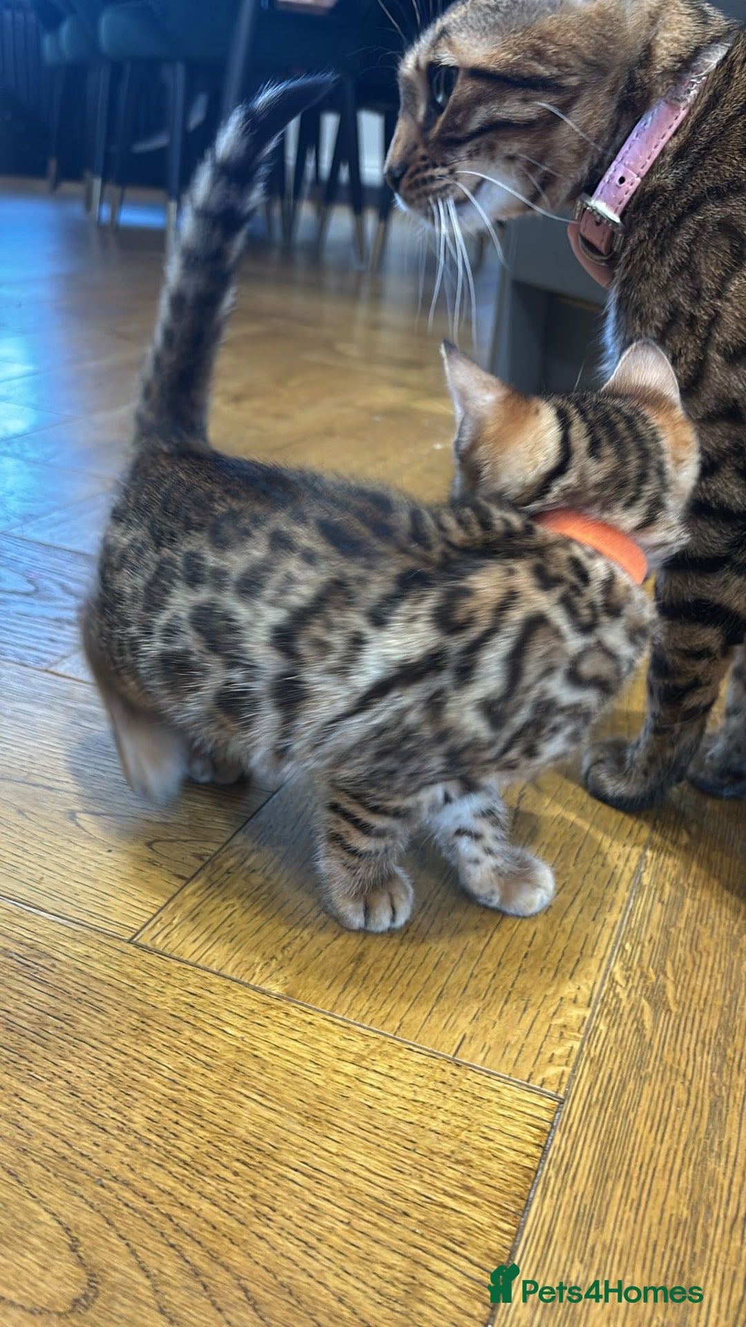 Bengal cats for sale: Bengal kittens  - Advert 10