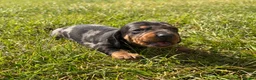 Miniature Dachshund dogs for sale: 5 stunning mini dachshunds for sale❤️🏡🥰 - Advert 16