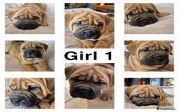 Shar Pei dogs for sale: Shar pei pups READY NOW - Image 3