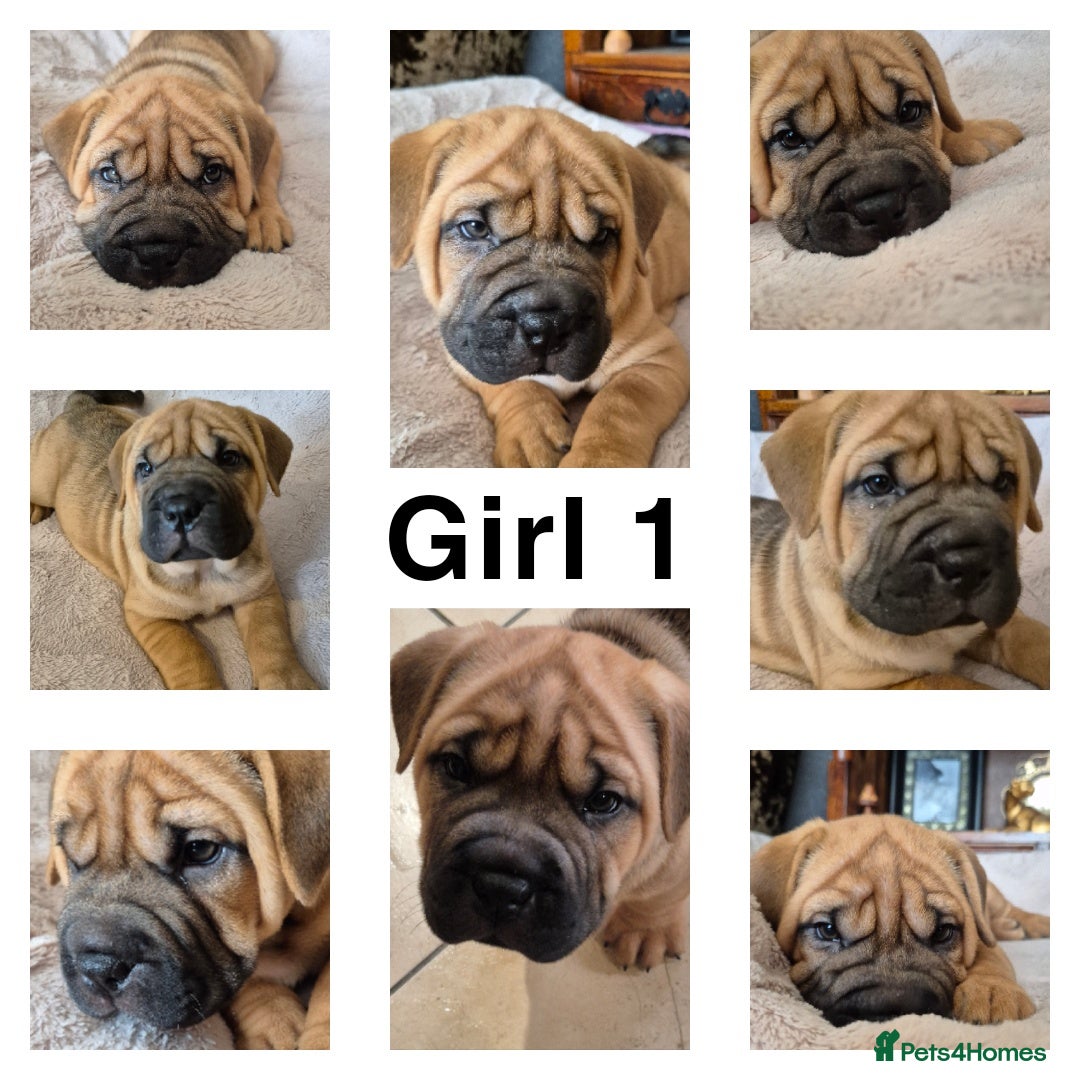 Shar Pei dogs for sale: Shar pei pups READY NOW - Image 3