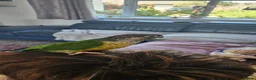 Conures birds for sale: Conure very tame for sale with cage in Canvey Island - Advert 3
