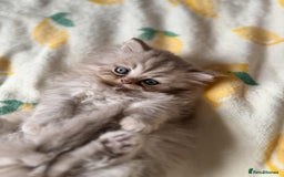 British Longhair cats for sale: British long hair kittens - Image 17