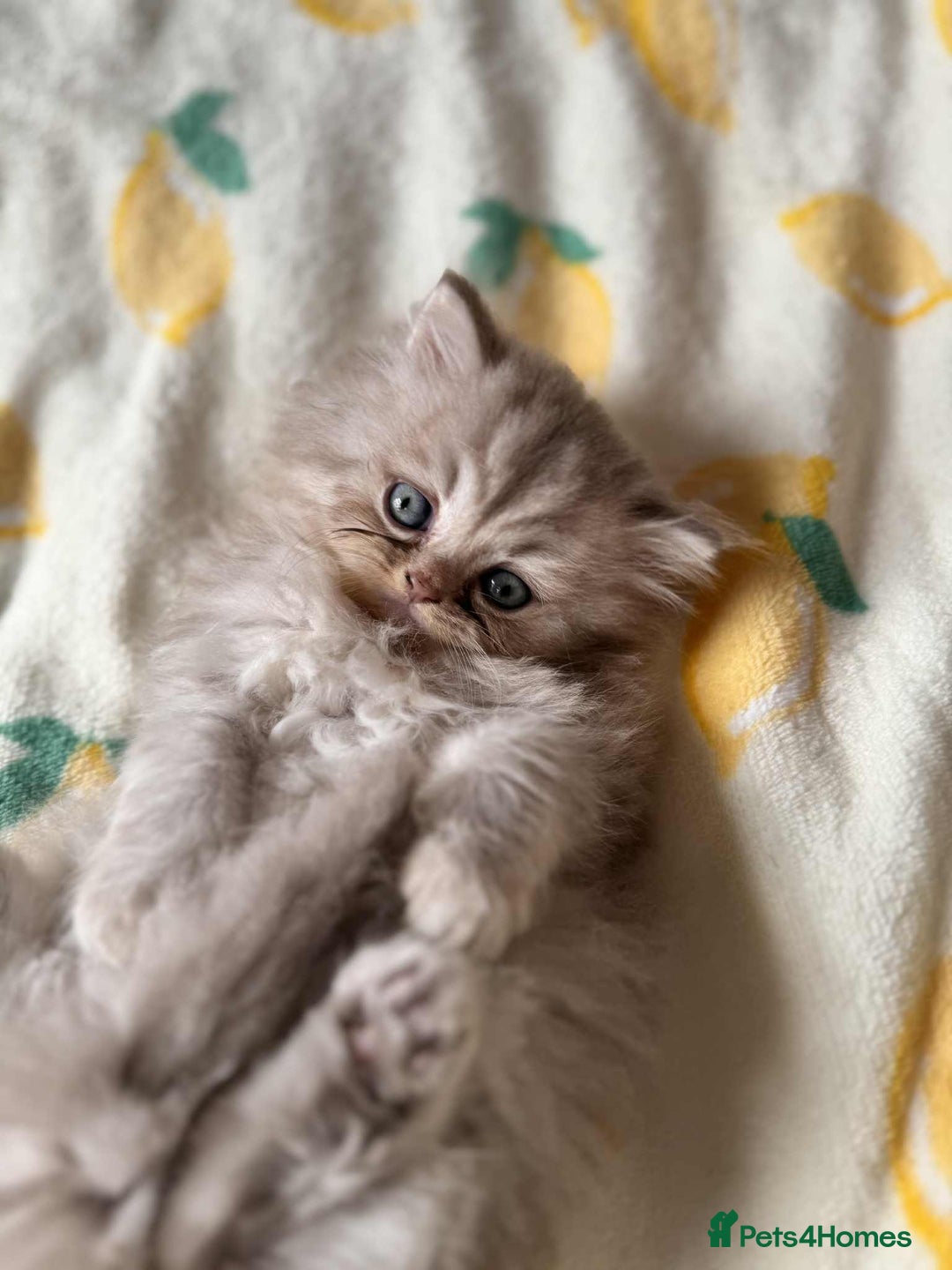 British Longhair cats for sale: British long hair kittens - Image 17