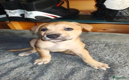 Mixed Breed dogs for sale: German Staffy Litter Available 12/10/25 - Image 9