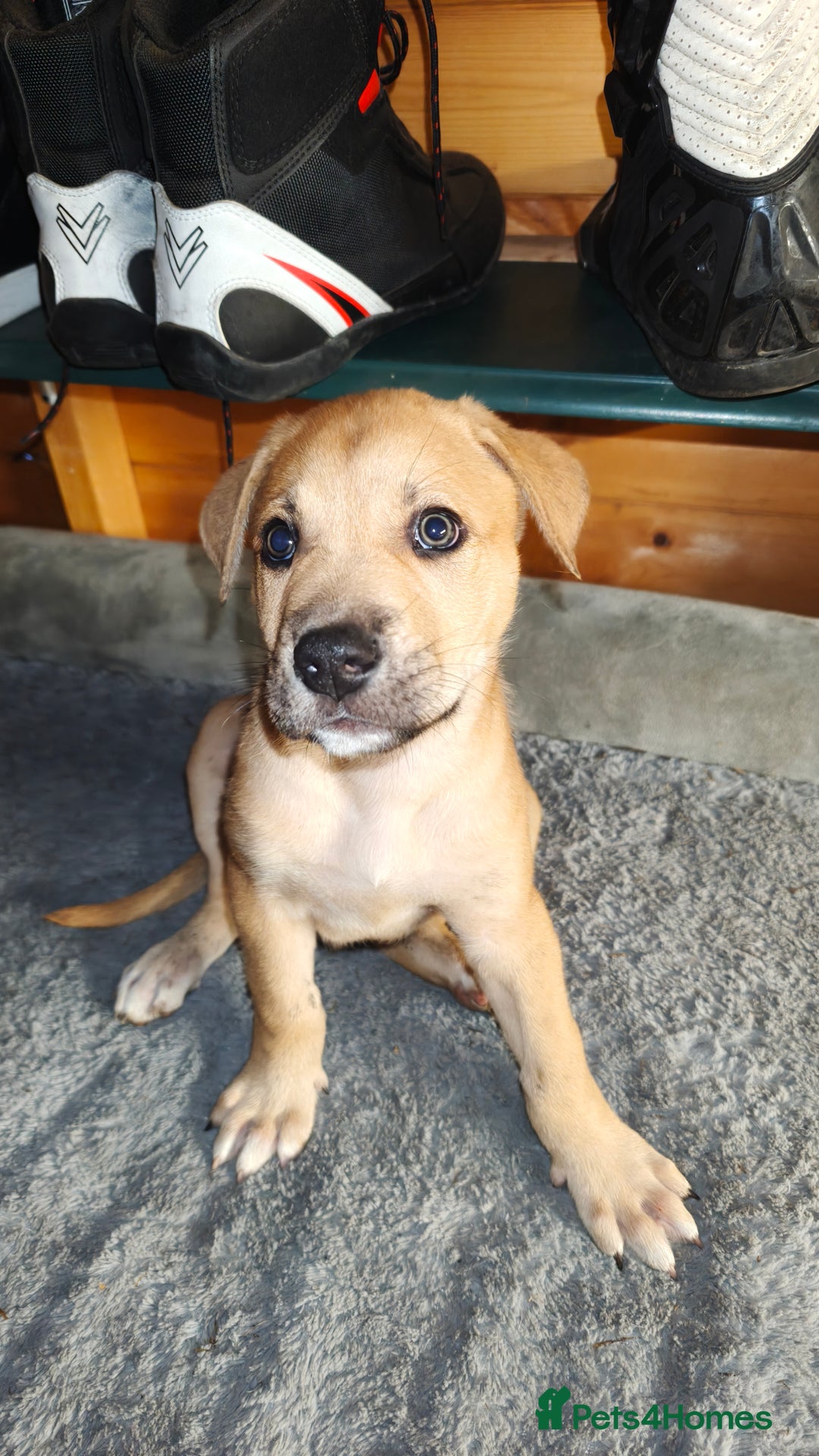 Mixed Breed dogs for sale: German Staffy Litter Available 12/10/25 - Image 9