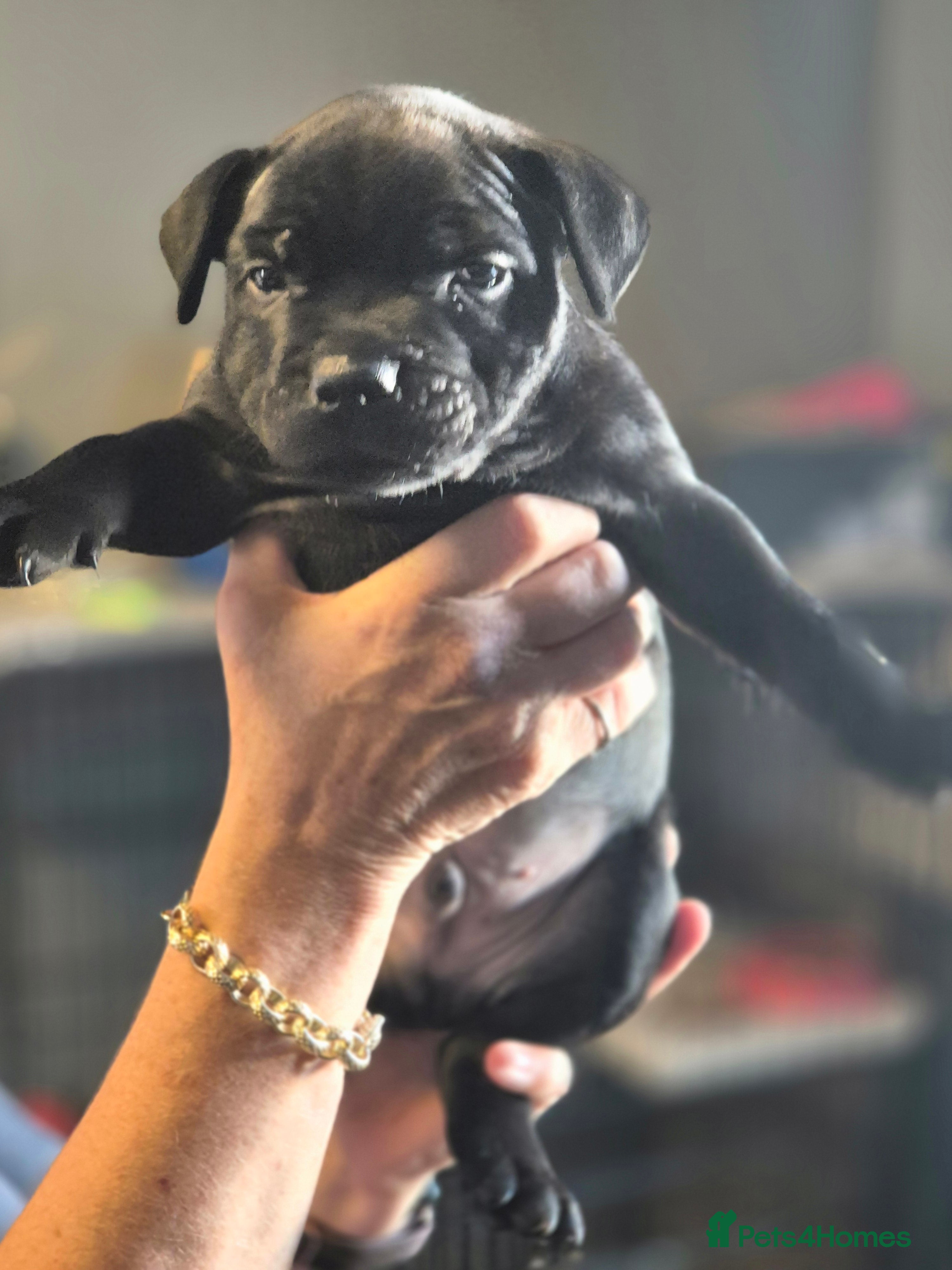 Staffordshire Bull Terrier dogs Black male kc reg Staffordshire bull terrier  - Advert 2