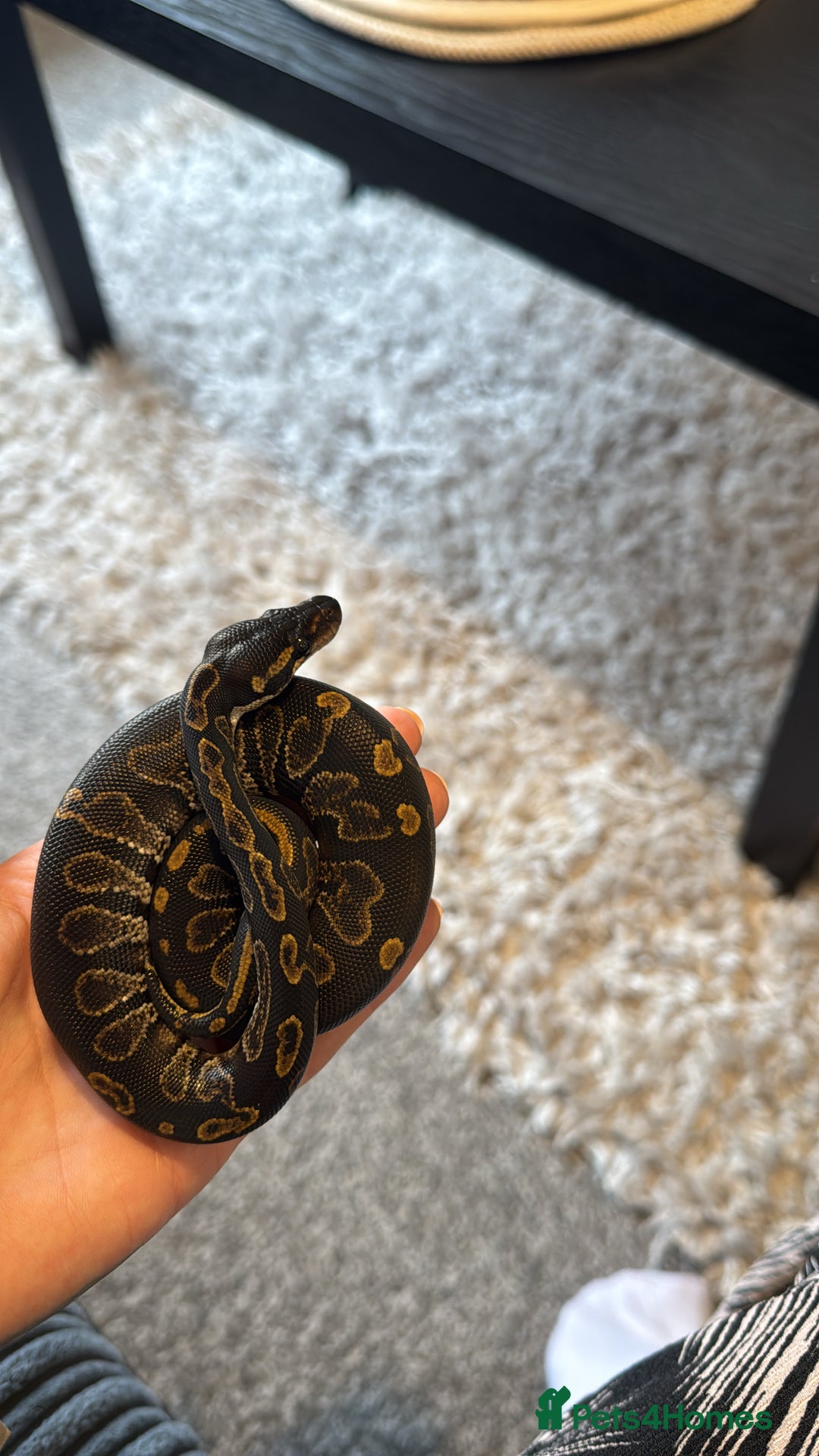 Python Snake reptiles for sale: Ball python snake - Advert 3