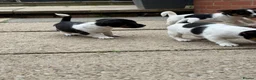 Jack Russell dogs for sale: 3 beautiful Jack Russell girls - Advert 16
