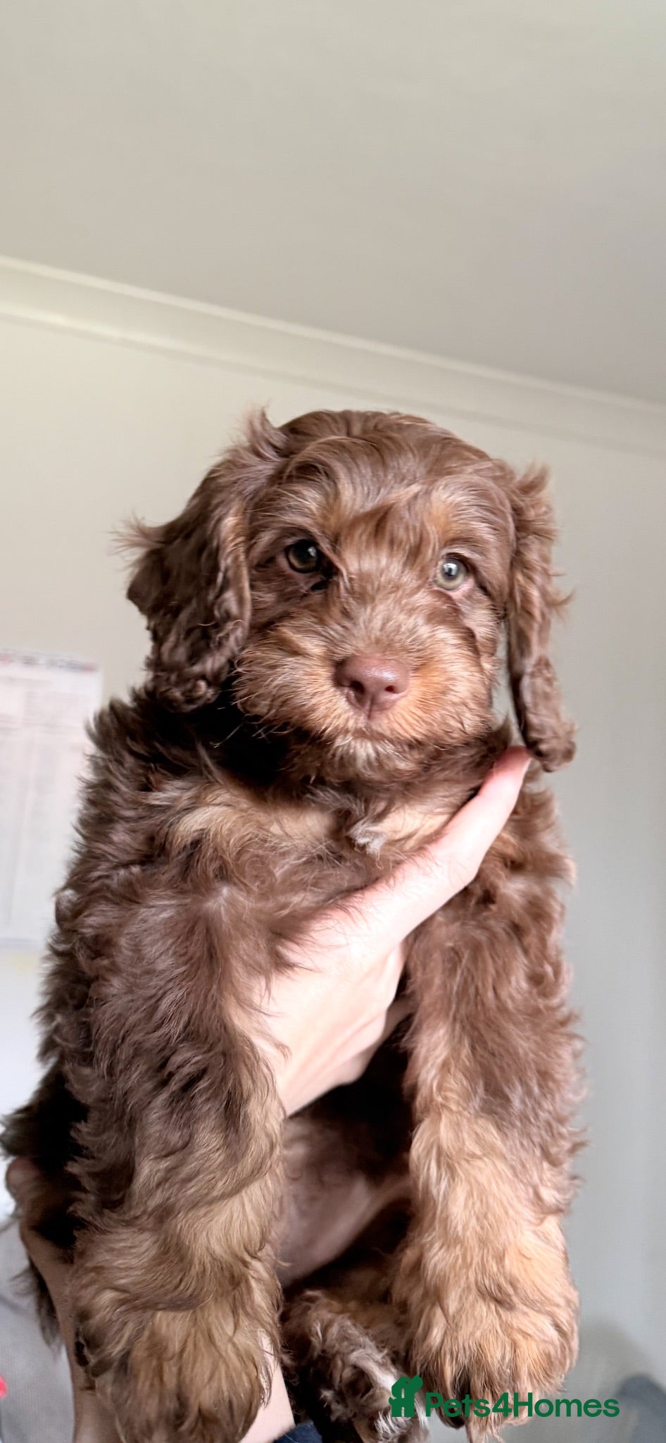 Cockapoo dogs ** Ready now Stunning Healthy F1 Cockapoos ** - Advert 1