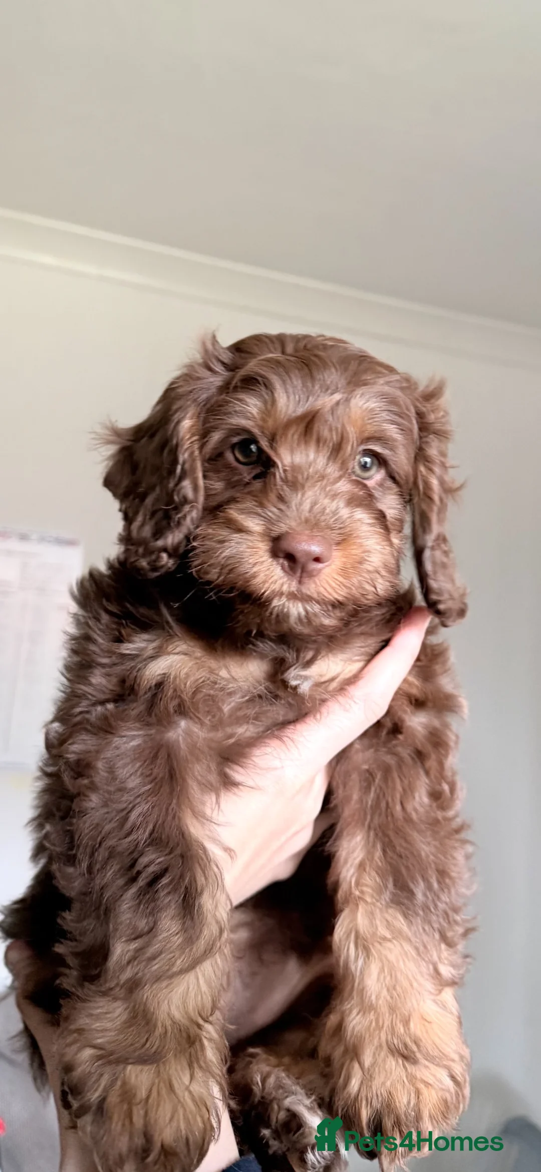 Cockapoo dogs for sale: ** 2 stunning Healthy F1 Cockapoos ** - Advert 2