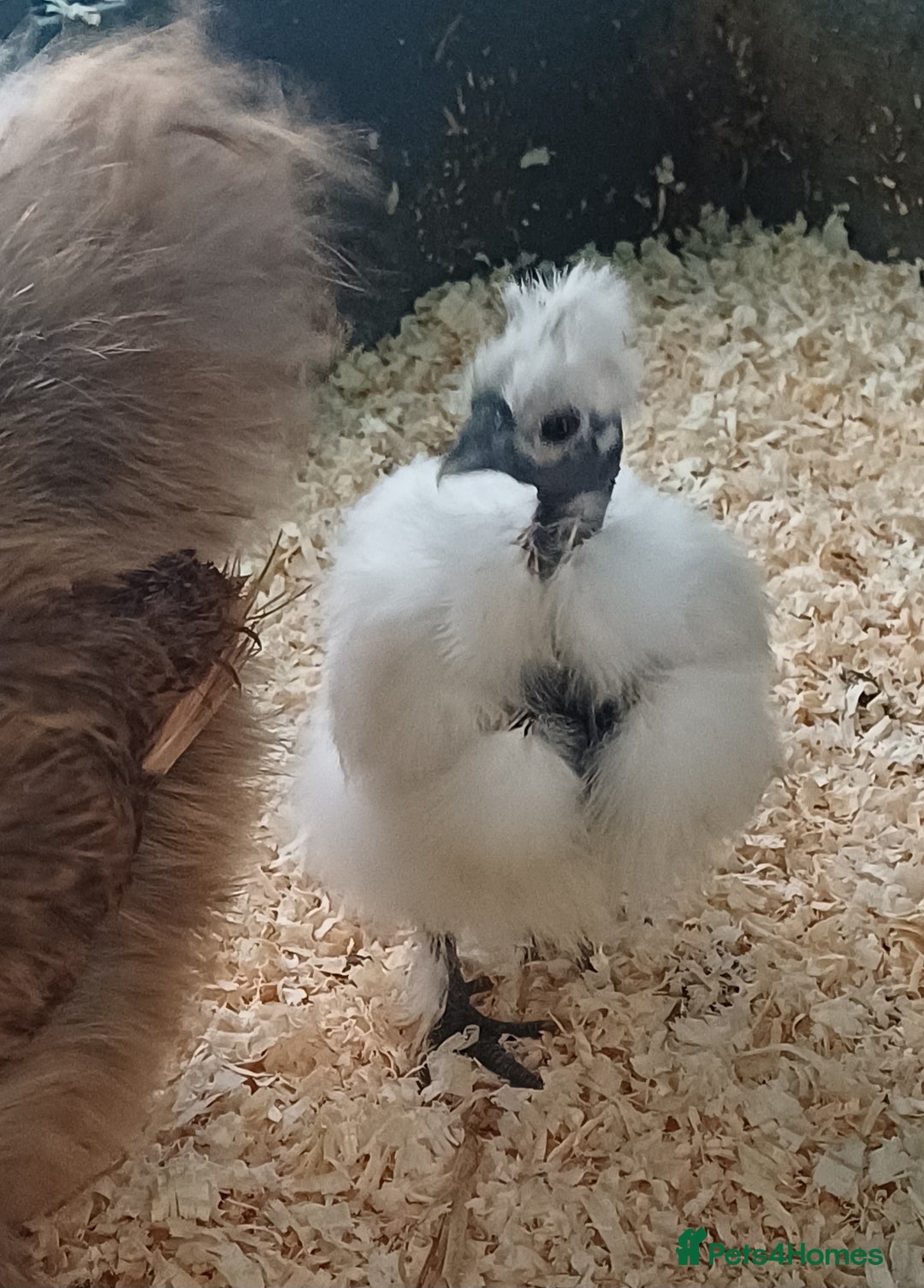 Chickens poultry for sale: Silkie chicks, showgirls and standard - Advert 7