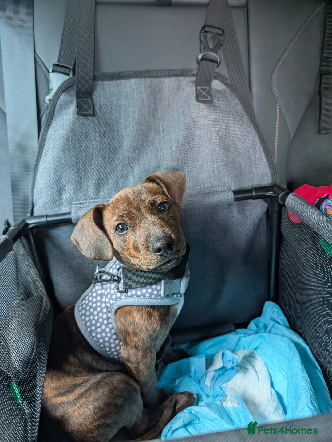 Mixed Breed dogs for sale: 5 month old Staffy dachshund cross  - Advert 2