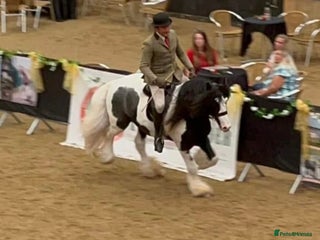 Irish Cob horses - Advert 2