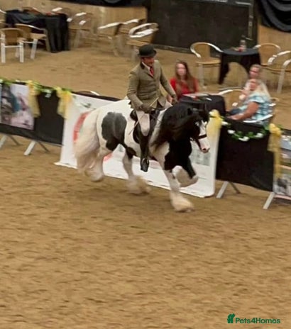 Irish Cob horses - Advert 1