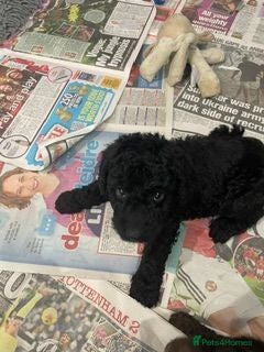 Labradoodle dogs F3 miniature labradoodle puppies - Advert 2