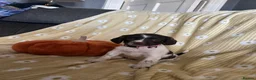 English Springer Spaniel dogs for sale: Springer spaniel pups  - Advert 3