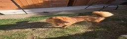 Shar Pei dogs for sale: Bear coat shar pei in Ripon - Advert 4