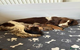 Cocker Spaniel dogs for sale: Amazing litter of 7 cocker spaniels  - Image 6