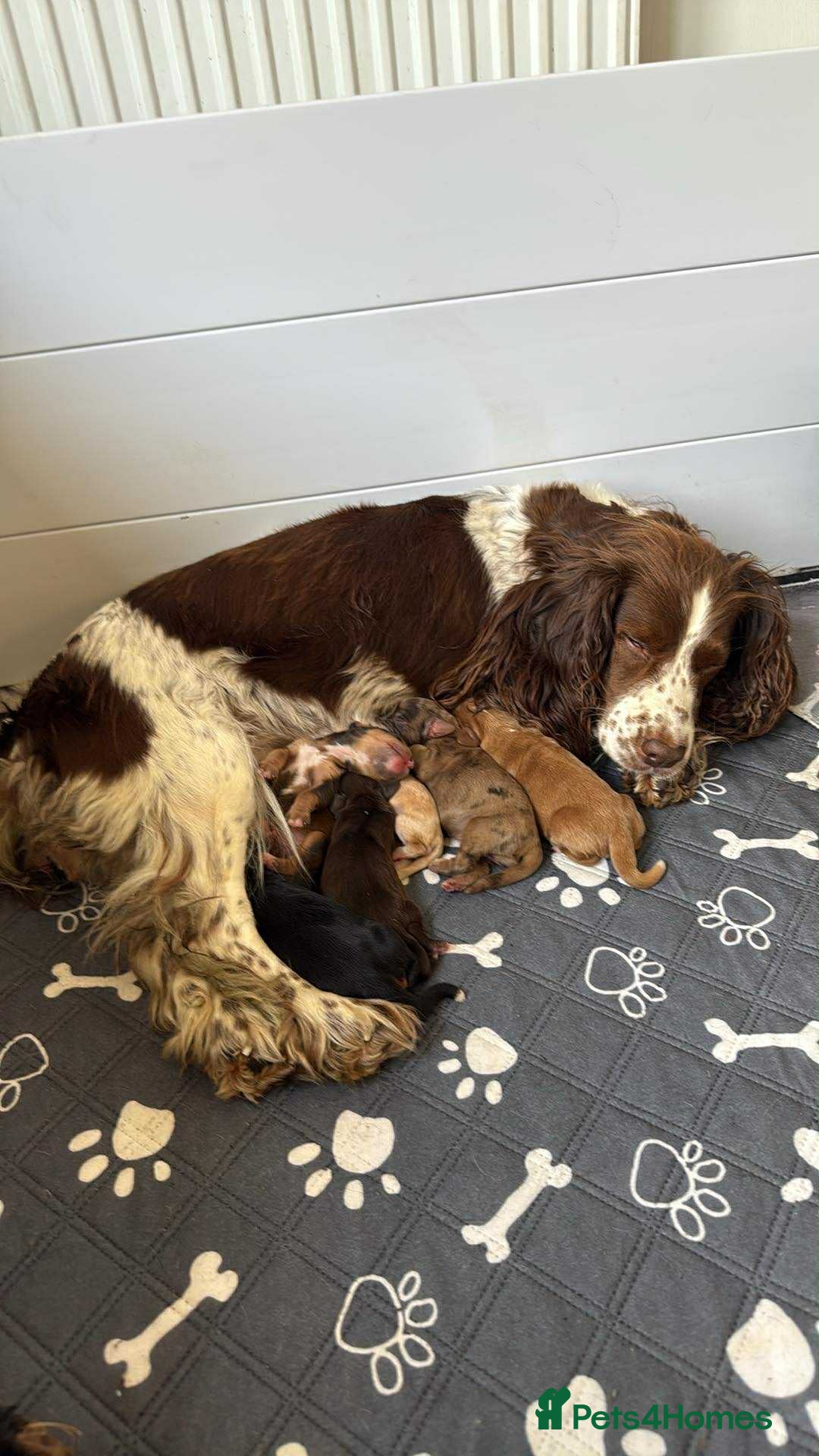 Cocker Spaniel dogs for sale: Amazing litter of 7 cocker spaniels  - Image 6