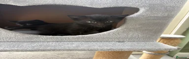 Mixed Breed 2