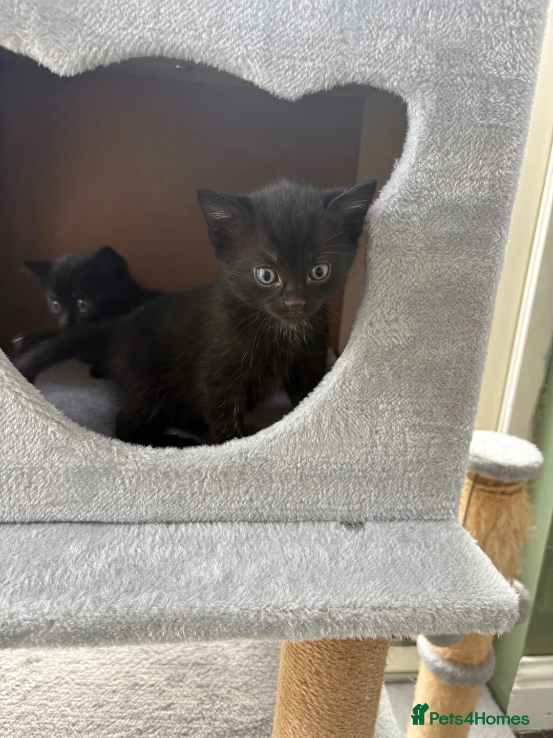 Mixed Breed cats for sale: Black tabby kittens ready to leave soon  - Advert 6