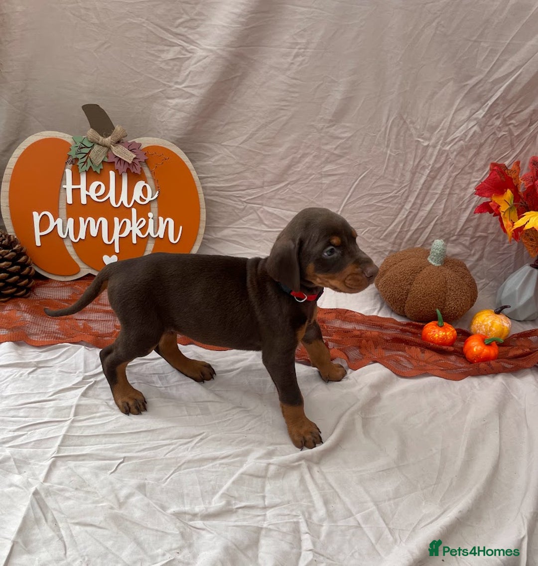Dobermann dogs for sale: KC Reg European Doberman Pups Exceptional Line - Image 15