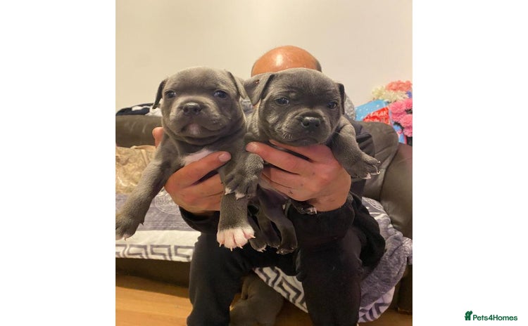 Staffordshire Bull Terrier dogs in Maidstone - Advert 1