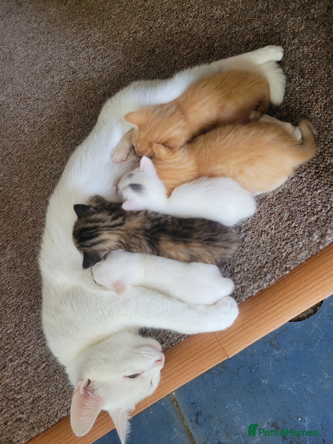 Mixed Breed cats for sale: Tabby female kitten - Image 8