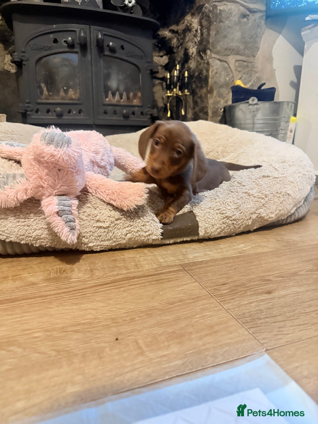Miniature Dachshund dogs for sale: 3 girls Left Miniature Dachshund chocolate & tan - Advert 7
