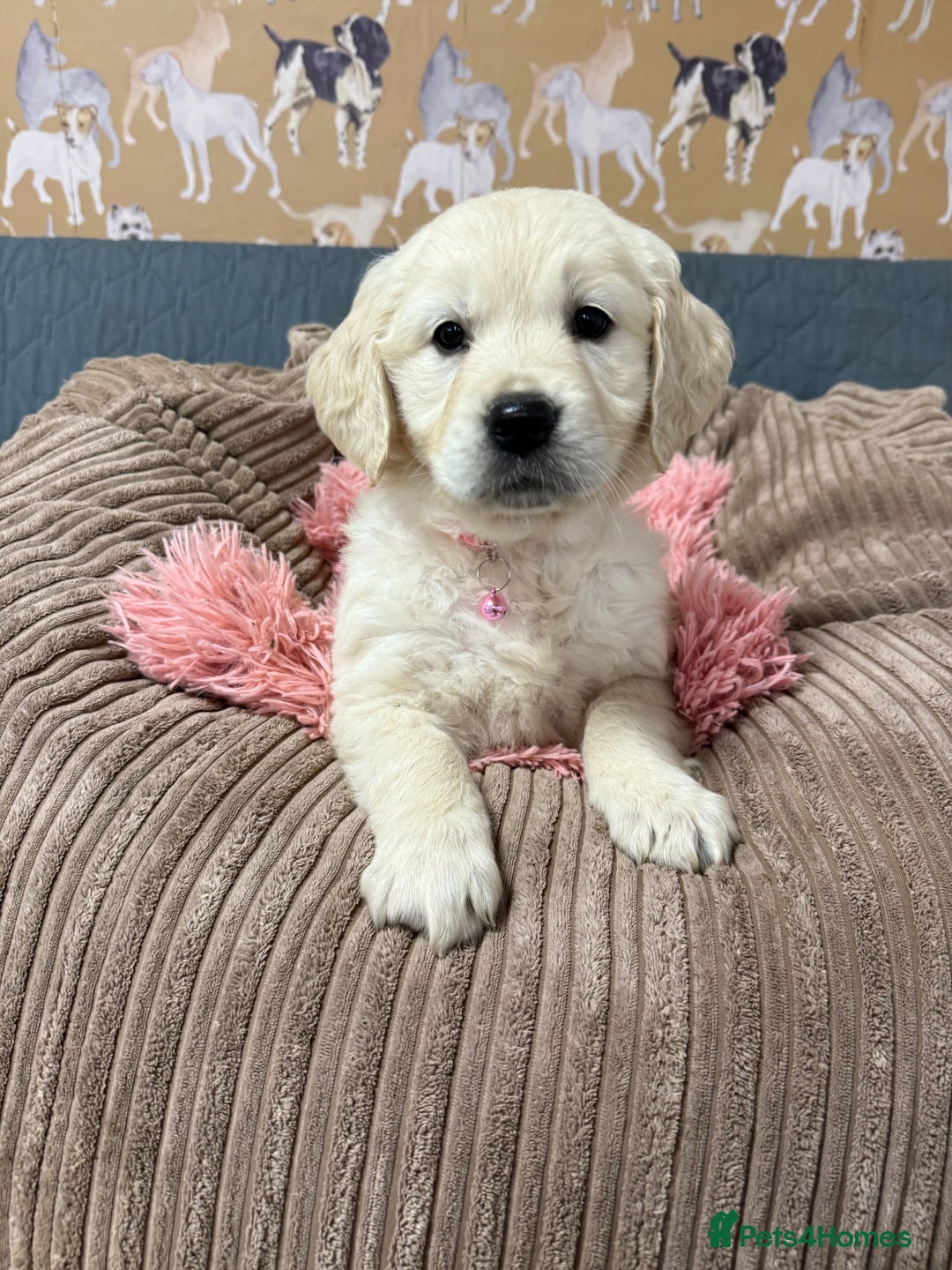 Golden Retriever dogs for sale: Kc registered DNA clear Golden Retriever Puppies - Advert 11