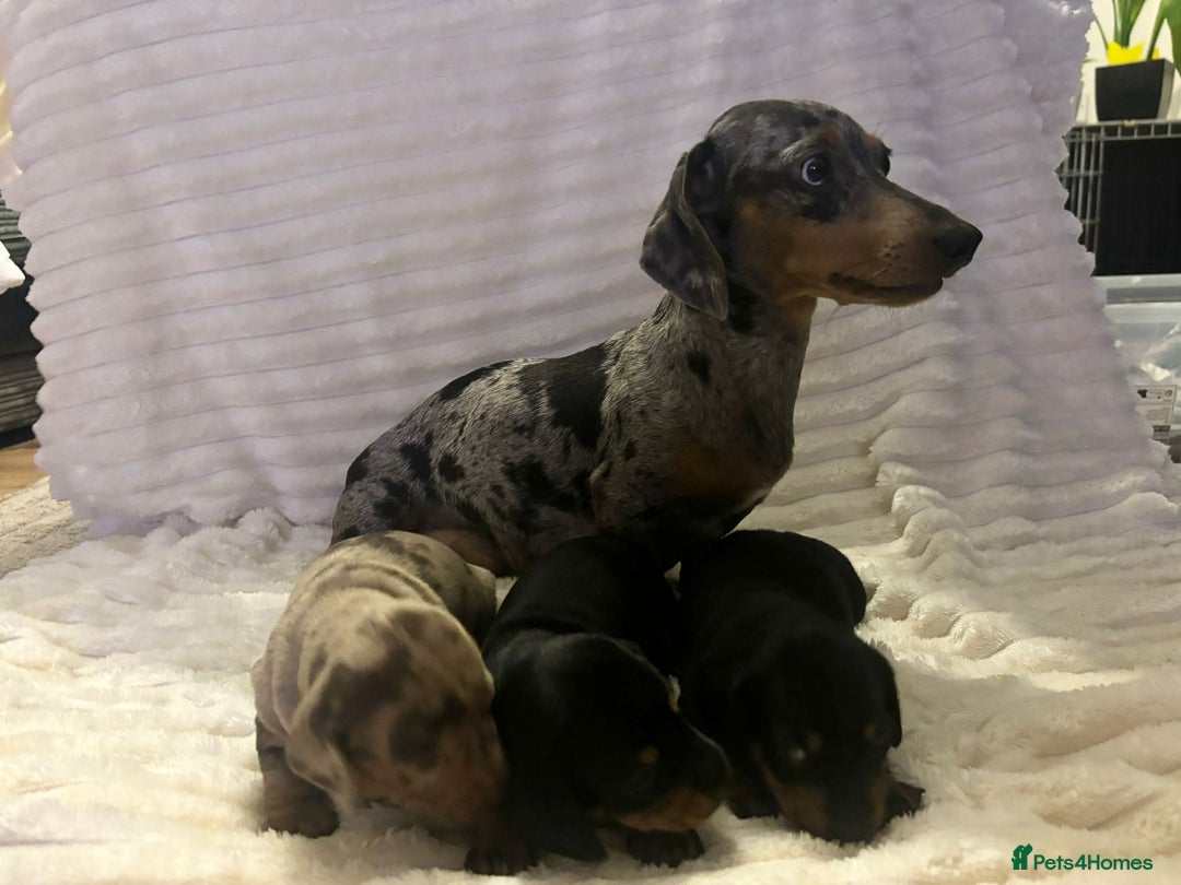 Miniature Dachshund dogs for sale: Miniature Dachshunds  - Advert 18