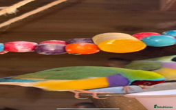 Finches birds for sale: Aviary birds various  - Image 8
