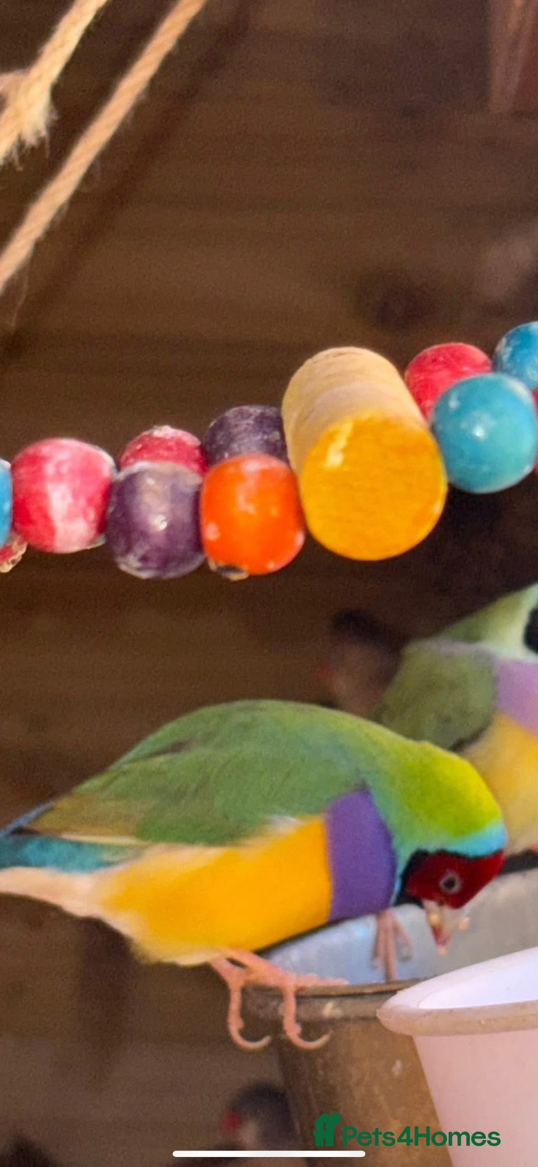 Finches birds for sale: Aviary birds various  - Image 8