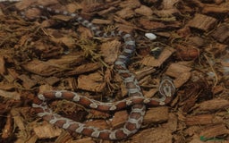 Corn Snake reptiles for sale: Beautiful Baby Corn Snakes for Sale - Image 3