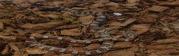 Corn Snake reptiles for sale: Beautiful Baby Corn Snakes for Sale - Advert 3