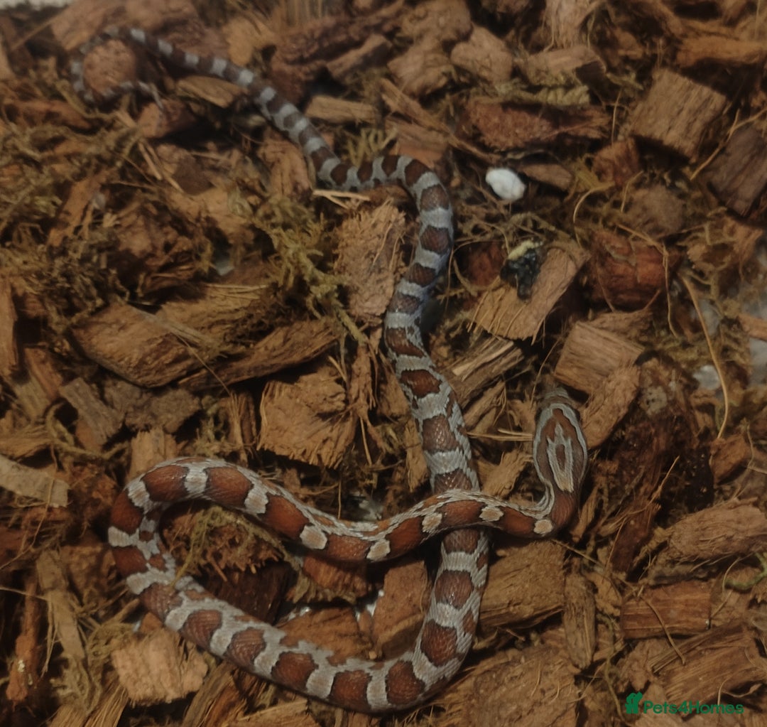 Corn Snake reptiles for sale: Beautiful Baby Corn Snakes for Sale - Image 3