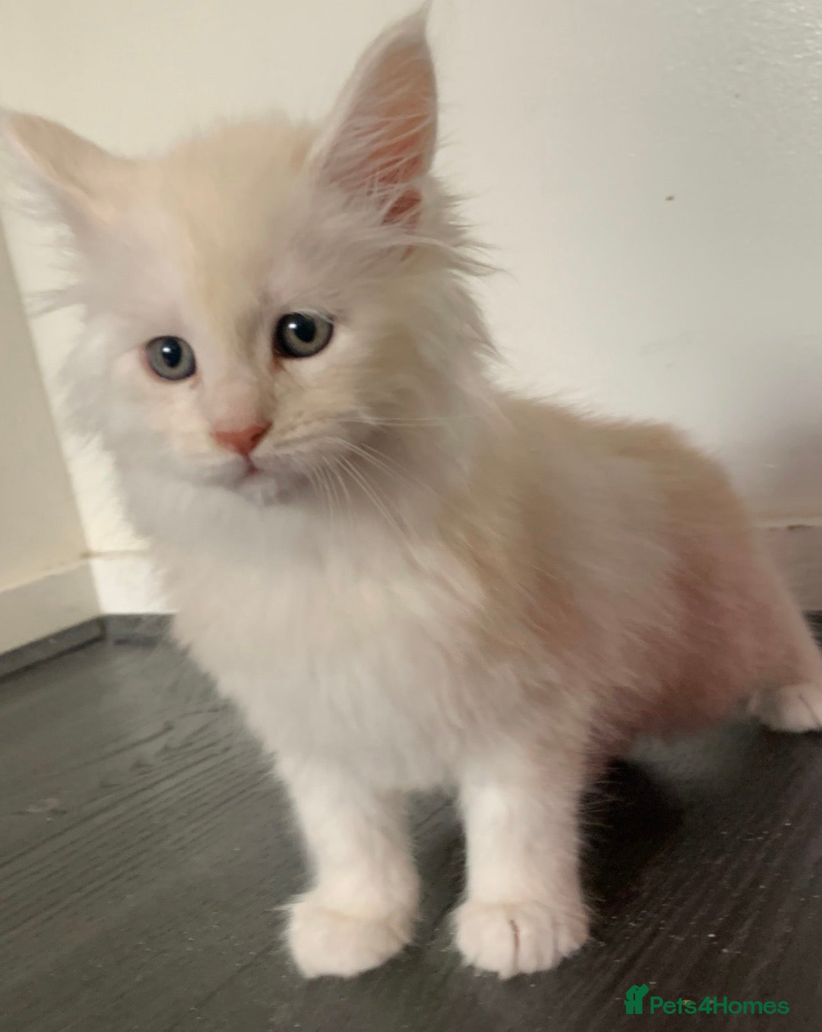 Maine Coon cats Beautiful Maine Coon kittens  - Advert 3