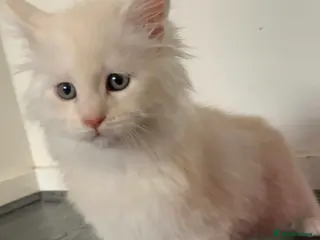 Maine Coon cats Beautiful Maine Coon kittens - Advert 3